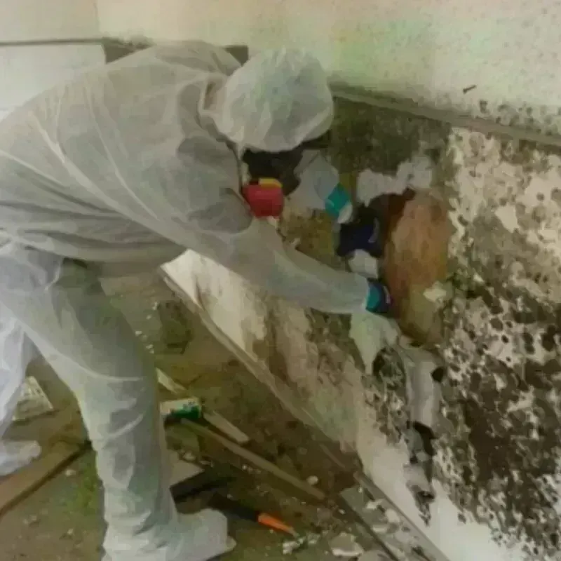 Mold Remediation and Removal in Etna, OH